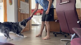 Australian Shepherd knows that the kitchen is a no-go zone