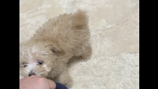 Puppy playing with hands