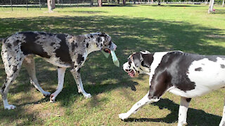 Great Dane Teaches New Dog Friends To Deliver Newspaper