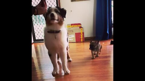 Frenchie puppy tries to distract dog from training
