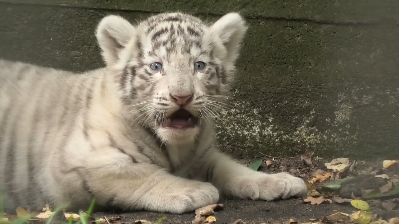 Little White Tiger Cub : r/hardcoreaww