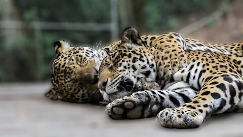 Adorable rescued jaguars show affection to each other