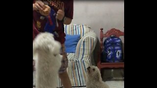 Puppy steals food while being teased