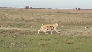 Baby wildebeest walks side by side with lion in Serengeti
