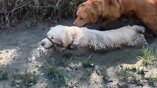 2-Year-Old Golden Retriever REALLY Loves Mud
