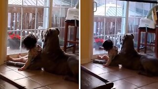 Baby has big Cane Corso best friend to protect her