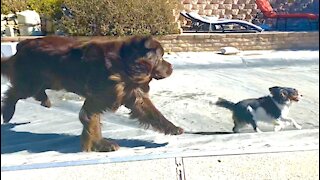 Cavalier uses pool cover to escape from Newfoundland dog