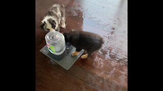 Puppies turn their water bowl into personal pool party