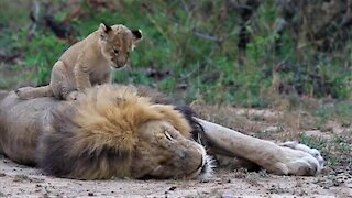 Lion cub adamantly seeks attention from his sleepy father