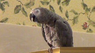 Talking parrot is hilariously training to become a librarian