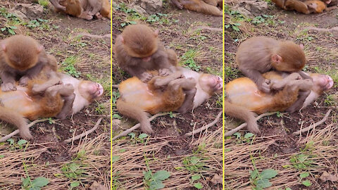 Baby monkey happily catches insects