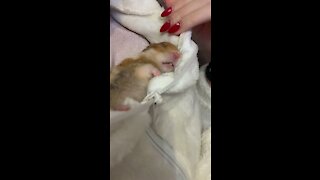 Funny Sleeping Hamster