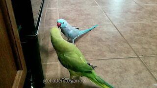 Parrots Give Each Other Kisses, Admire Their Reflections