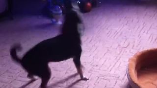 Dog Literally Sings And Dances To Alarm Clock Tune