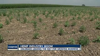 Colorado wants to expand hemp industry while protecting farmers