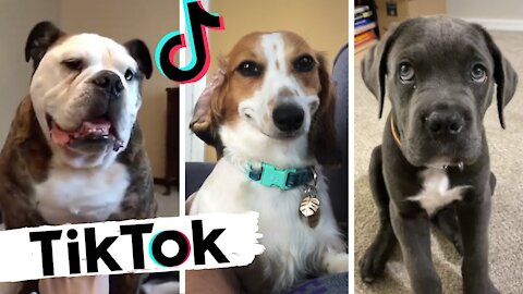 Funny and Cute Tiktok Dog compilation (Try Not To Laugh Impossible)