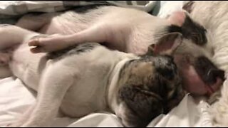 Porco e bulldog dormem abraçados