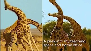 Amazing- Giraffe fight