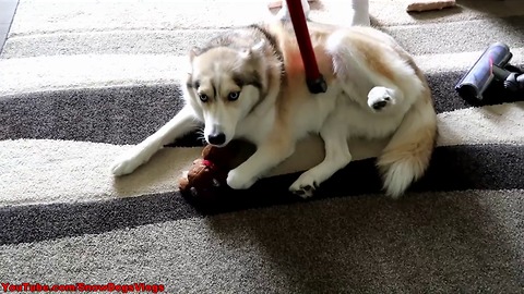 How to deal with all that husky fur
