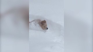 Adorable Dog Loves the Snow