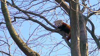Baby red panda Scarlet makes public appearance at Detroit Zoo