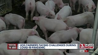 Hog farmers facing challenges during COVID-19 pandemic