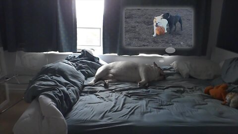 Bulldog not allowed on bed, decides to sleep there anyway