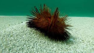 Awesome video shows how sea urchins move