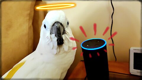 Cockatoo ends up ordering hilarious items through Alexa