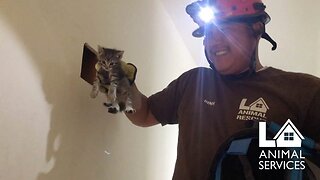 Get Meowt! Rescuer Saves Kittens Trapped Between Two Walls