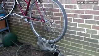 Guaxinins se divertem com uma bicicleta