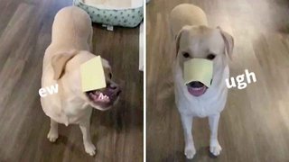 Say Cheese! Surprised Labrador Takes Part In Cheese Challenge – But Fails Both Times