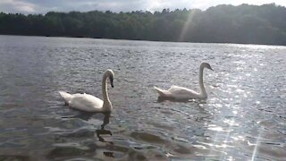 Swan Lake 2