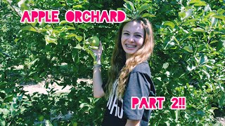 Apple Orchard Part 2!! Apple cannon & apple picking!!