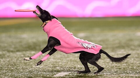 Dog sets frisbee record for longest catch during Canadian football game