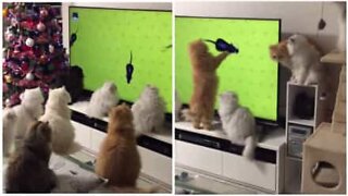 How to entertain your cats for hours