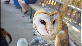 Crowd get to hand feed a barn owl