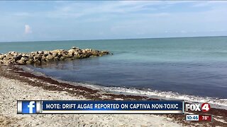 Seaweed partially clogging up Southwest Florida beach