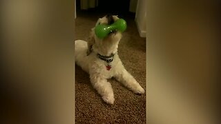 Dog Can't get Enough of Squeaky Toy