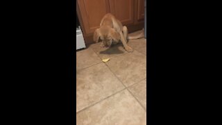 Puppy immediately regrets wanting to taste a lemon