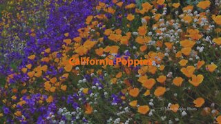 2019 California Poppies Super Bloom