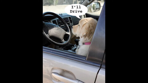 That Puppy Sure Can Drive