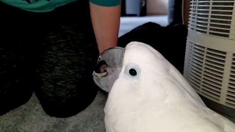 Funny Cockatoo Want's It's Tongue Pierced!
