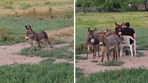 Hanging out with donkeys on a beautiful Texas evening
