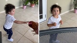 Little girl attempts to pet a chicken with hilarious results