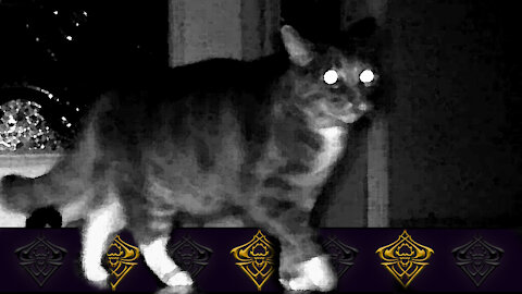 Candid Cat "Oh Crap" look! Ha! (Nightcam)