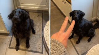 Clever dog shows off all his incredible tricks