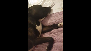 Heavily dreaming pup literally barks in her sleep