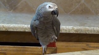 Singing parrot creates his own rendition of 'Jingle Bells'