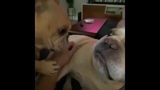 Dog gets jealous of other dog's attention